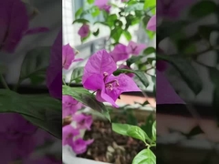 316 کابل های فولاد ضد زنگ بالکن شبكه نامرئي با ظرفيت حمل 100 کيلوگرم